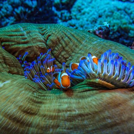 Divine Divers Gili Meno Buitenkant foto