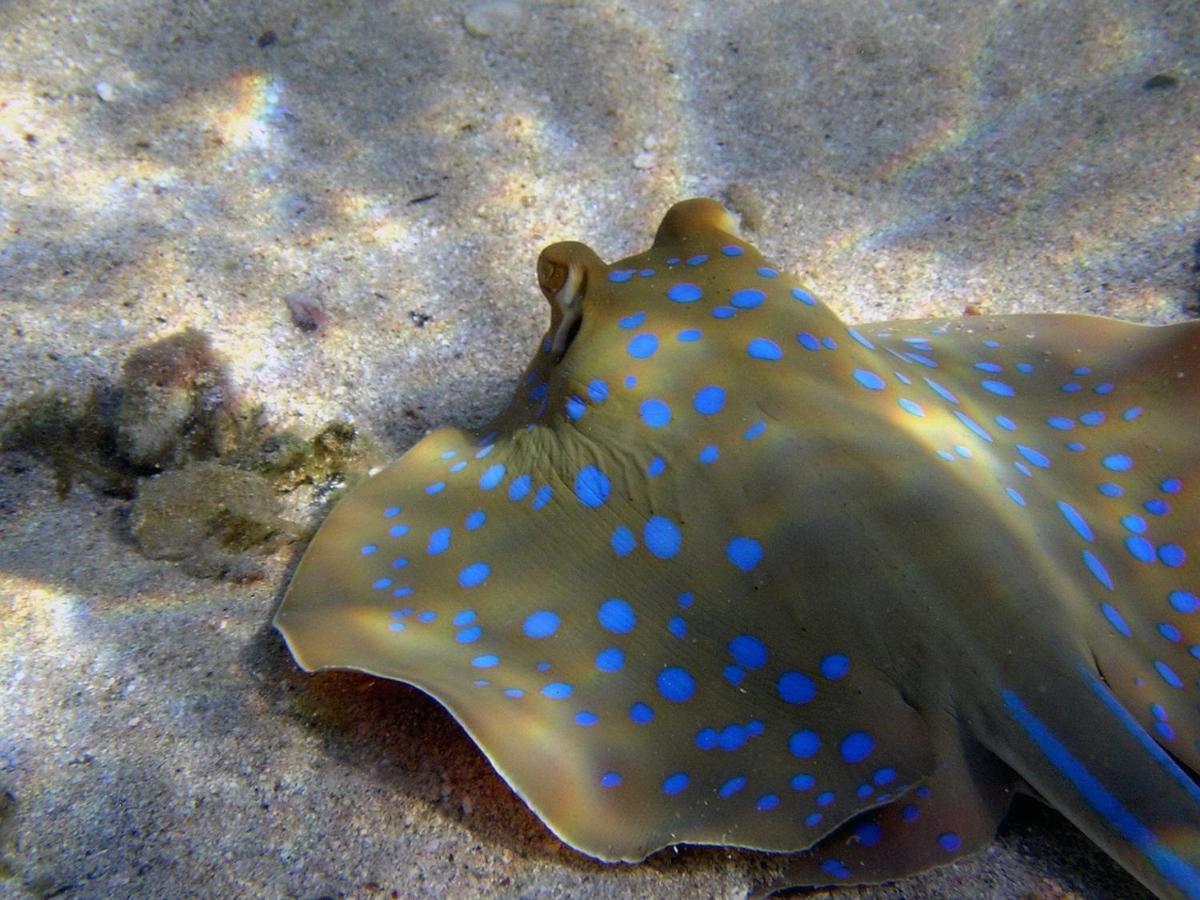 Divine Divers Gili Meno Buitenkant foto