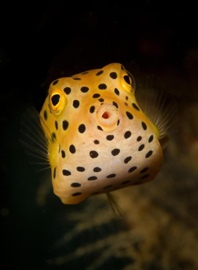 Divine Divers Gili Meno Buitenkant foto