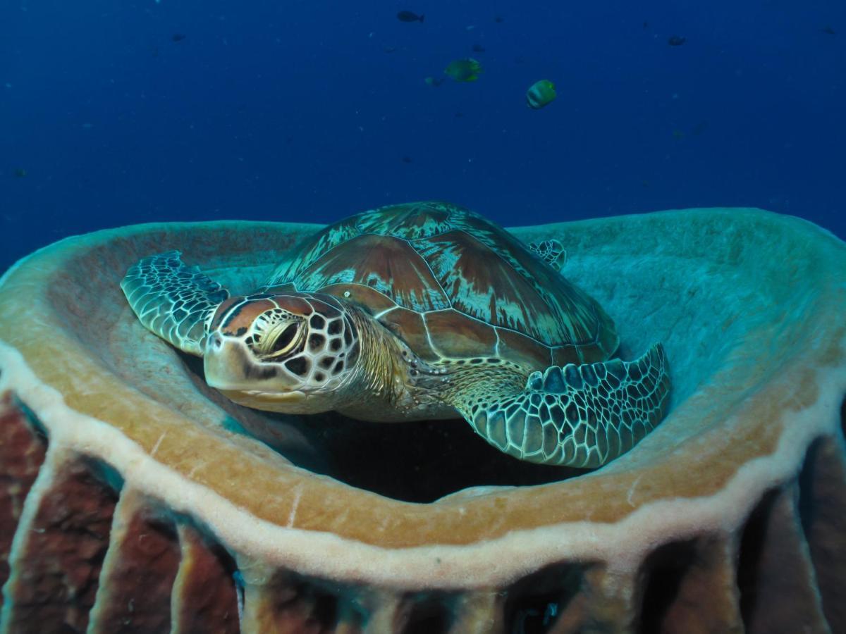 Divine Divers Gili Meno Buitenkant foto